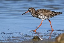 TEXEL HOLLANDE 17-05-28 03800   Photos ACG 2017