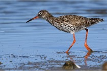 TEXEL HOLLANDE 17-05-28 03801   Photos ACG 2017