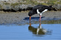 TEXEL HOLLANDE 17-05-28 03829   Photos ACG 2017