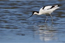 TEXEL HOLLANDE 17-05-28 03878   Photos ACG 2017