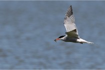 TEXEL HOLLANDE 17-05-28 03905   Photos ACG 2017
