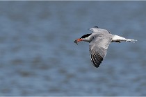 TEXEL HOLLANDE 17-05-28 03906   Photos ACG 2017
