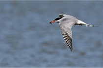 TEXEL HOLLANDE 17-05-28 03907   Photos ACG 2017