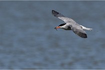 TEXEL HOLLANDE 17-05-28 03908   Photos ACG 2017