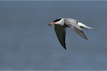 TEXEL HOLLANDE 17-05-28 03912   Photos ACG 2017