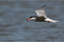 TEXEL HOLLANDE 17-05-28 03919   Photos ACG 2017