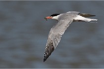 TEXEL HOLLANDE 17-05-28 03925   Photos ACG 2017