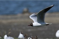TEXEL HOLLANDE 17-05-28 03943   Photos ACG 2017