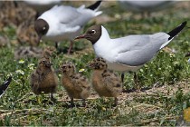 TEXEL HOLLANDE 17-05-28 03948   Photos ACG 2017
