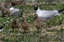 TEXEL HOLLANDE 17-05-28 03954   Photos ACG 2017