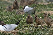 TEXEL HOLLANDE 17-05-28 03959   Photos ACG 2017