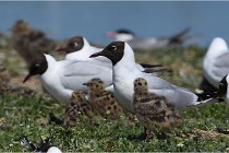 TEXEL HOLLANDE 17-05-28 03974   Photos ACG 2017
