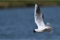TEXEL HOLLANDE 17-05-28 03985   Photos ACG 2017