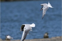 TEXEL HOLLANDE 17-05-28 03987   Photos ACG 2017