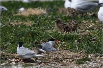TEXEL HOLLANDE 17-05-28 04110   Photos ACG 2017