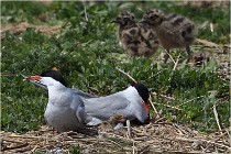 TEXEL HOLLANDE 17-05-28 04139   Photos ACG 2017