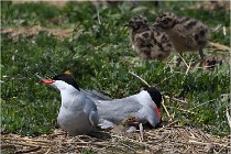 TEXEL HOLLANDE 17-05-28 04140   Photos ACG 2017