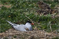 TEXEL HOLLANDE 17-05-28 04160   Photos ACG 2017