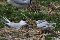 TEXEL HOLLANDE 17-05-28 04226   Photos ACG 2017