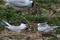 TEXEL HOLLANDE 17-05-28 04228   Photos ACG 2017