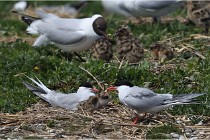 TEXEL HOLLANDE 17-05-28 04231   Photos ACG 2017