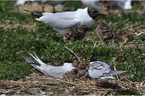 TEXEL HOLLANDE 17-05-28 04247   Photos ACG 2017