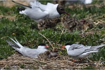 TEXEL HOLLANDE 17-05-28 04254   Photos ACG 2017