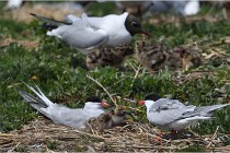 TEXEL HOLLANDE 17-05-28 04256   Photos ACG 2017