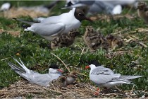 TEXEL HOLLANDE 17-05-28 04257   Photos ACG 2017