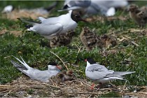 TEXEL HOLLANDE 17-05-28 04259   Photos ACG 2017