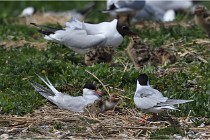 TEXEL HOLLANDE 17-05-28 04263   Photos ACG 2017