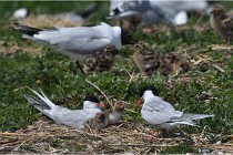 TEXEL HOLLANDE 17-05-28 04268   Photos ACG 2017