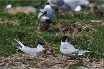 TEXEL HOLLANDE 17-05-28 04282   Photos ACG 2017