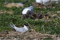 TEXEL HOLLANDE 17-05-28 04331   Photos ACG 2017