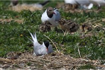 TEXEL HOLLANDE 17-05-28 04332   Photos ACG 2017