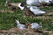 TEXEL HOLLANDE 17-05-28 04373   Photos ACG 2017