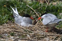 TEXEL HOLLANDE 17-05-28 04374   Photos ACG 2017