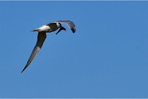 TEXEL HOLLANDE 17-05-28 08415   Photos ACG 2017