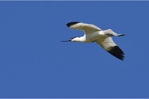 TEXEL HOLLANDE 17-05-28 08430   Photos ACG 2017