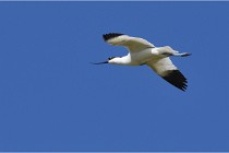 TEXEL HOLLANDE 17-05-28 08431   Photos ACG 2017