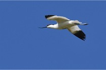 TEXEL HOLLANDE 17-05-28 08432   Photos ACG 2017