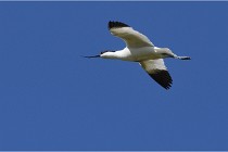 TEXEL HOLLANDE 17-05-28 08433   Photos ACG 2017