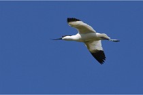 TEXEL HOLLANDE 17-05-28 08434   Photos ACG 2017