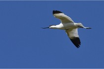 TEXEL HOLLANDE 17-05-28 08435   Photos ACG 2017