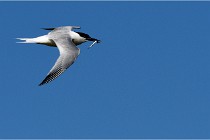 TEXEL HOLLANDE 17-05-28 08466   Photos ACG 2017