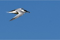 TEXEL HOLLANDE 17-05-28 08467   Photos ACG 2017