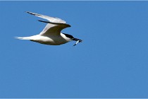 TEXEL HOLLANDE 17-05-28 08468   Photos ACG 2017