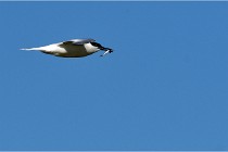 TEXEL HOLLANDE 17-05-28 08469   Photos ACG 2017