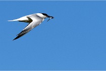 TEXEL HOLLANDE 17-05-28 08470   Photos ACG 2017