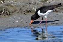 TEXEL HOLLANDE 17-05-28 08510   Photos ACG 2017